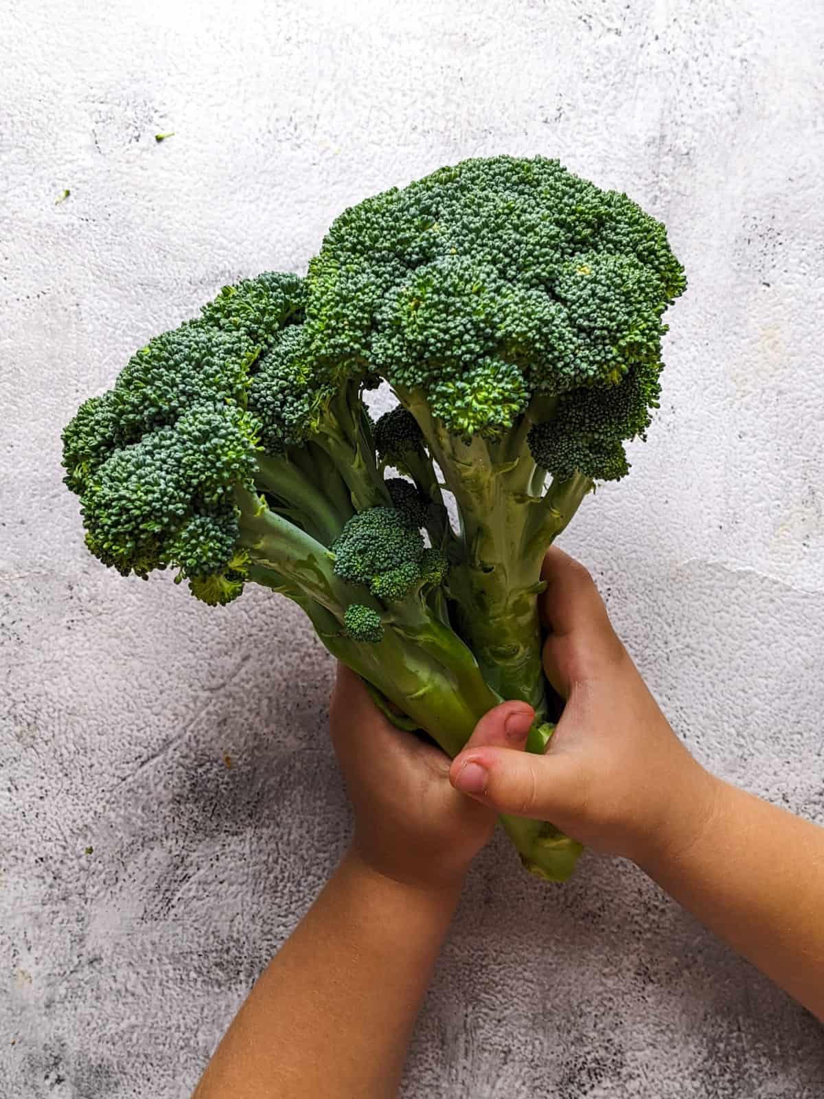 Child holding two broccoli stems.